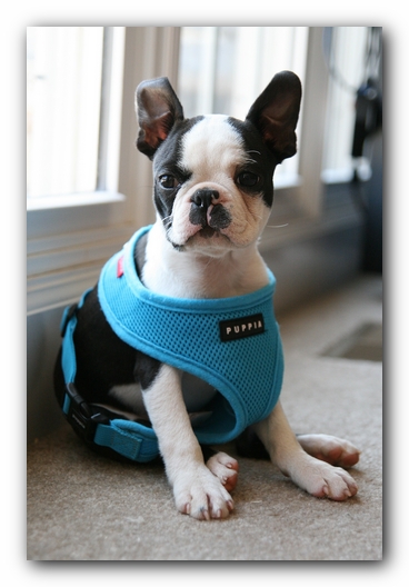 Howie the Sunwoods Boston Terrier Puppy