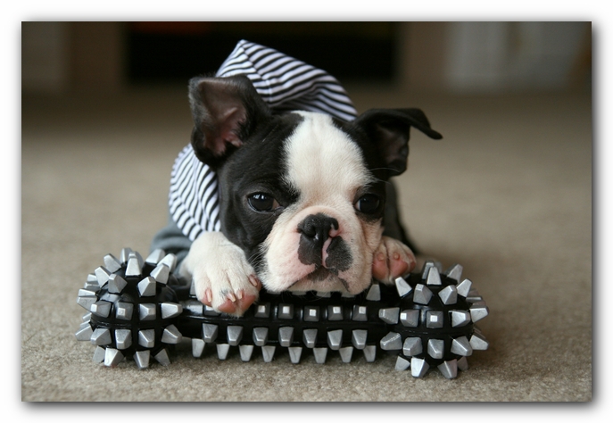 Howie the Sunwoods Boston Terrier Puppy