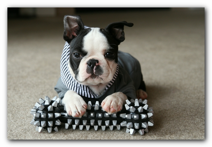 Howie the Sunwoods Boston Terrier Puppy