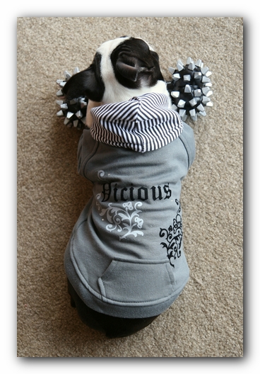 Howie the Sunwoods Boston Terrier Puppy