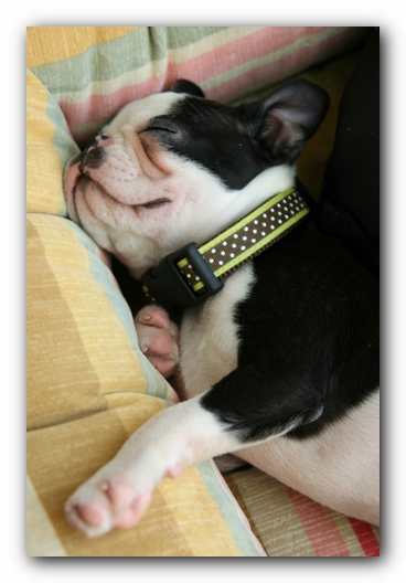 Howie the Sunwoods Boston Terrier Puppy
