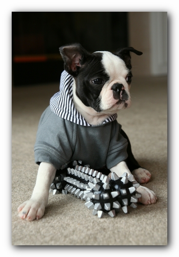 Howie the Sunwoods Boston Terrier Puppy
