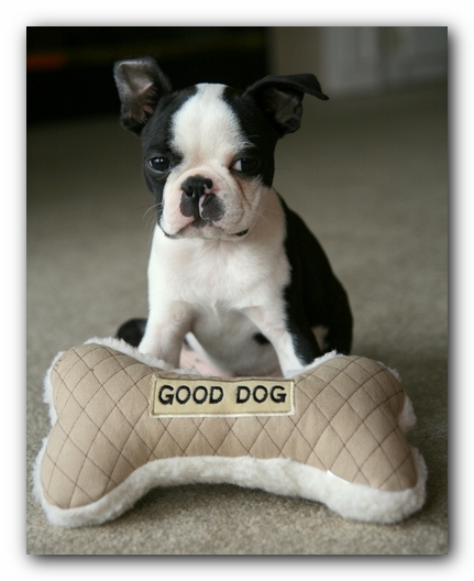 Howie the Sunwoods Boston Terrier Puppy