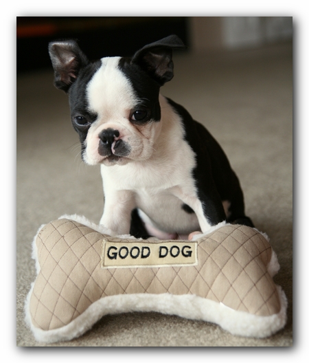Howie the Sunwoods Boston Terrier Puppy