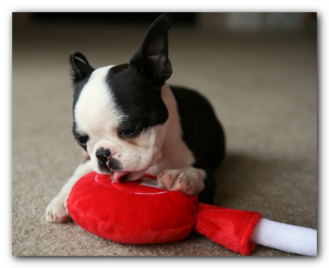 Howie the Sunwoods Boston Terrier Puppy
