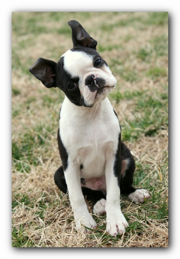 Howie the Sunwoods Boston Terrier Puppy