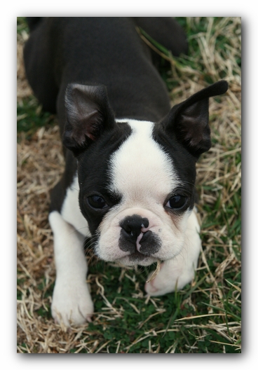 Howie the Sunwoods Boston Terrier Puppy