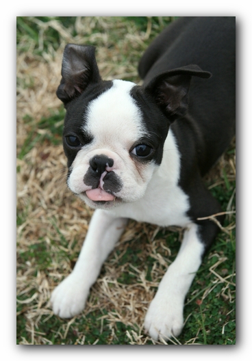 Howie the Sunwoods Boston Terrier Puppy