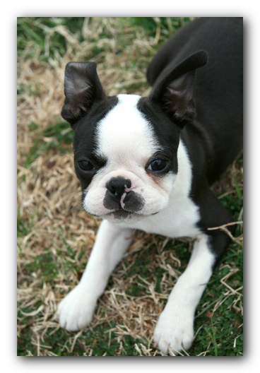 Howie the Sunwoods Boston Terrier Puppy