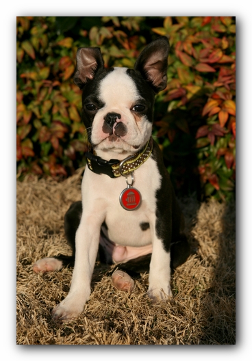 Howie the Sunwoods Boston Terrier Puppy