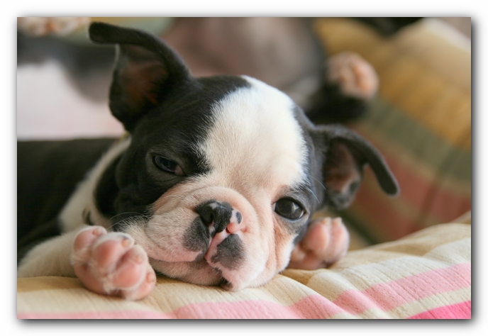 Howie the Sunwoods Boston Terrier Puppy
