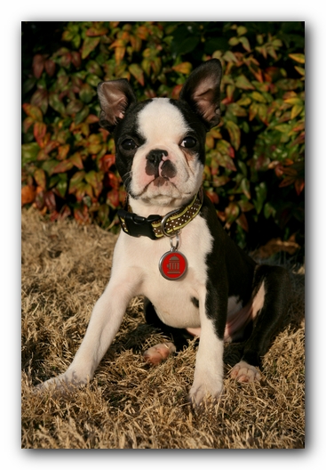 Howie the Sunwoods Boston Terrier Puppy