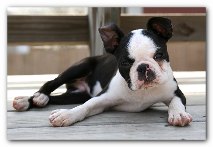 Howie the Sunwoods Boston Terrier Puppy