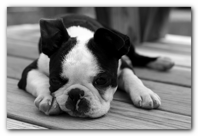 Howie the Sunwoods Boston Terrier Puppy