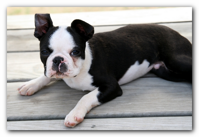 Howie the Sunwoods Boston Terrier Puppy