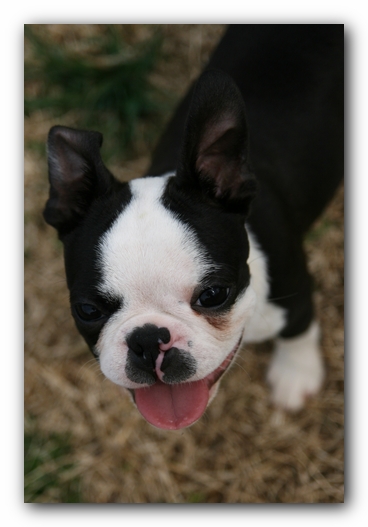 Howie the Sunwoods Boston Terrier Puppy