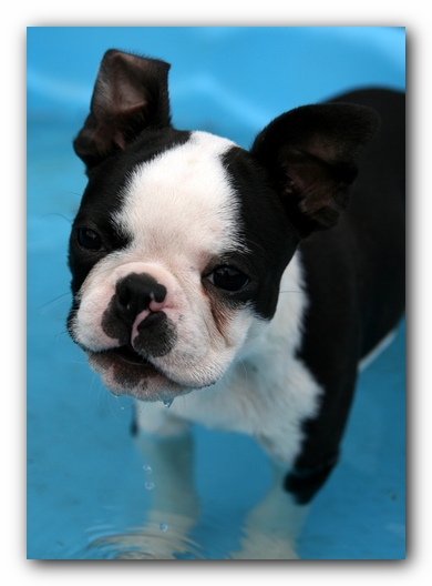 Howie the Sunwoods Boston Terrier Puppy