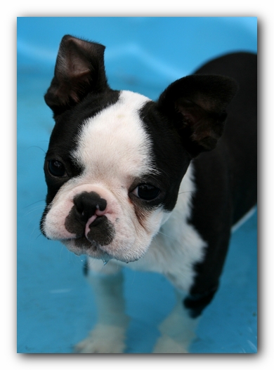 Howie the Sunwoods Boston Terrier Puppy