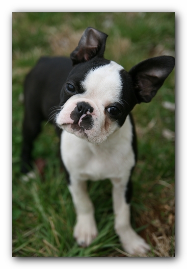 Howie the Sunwoods Boston Terrier Puppy