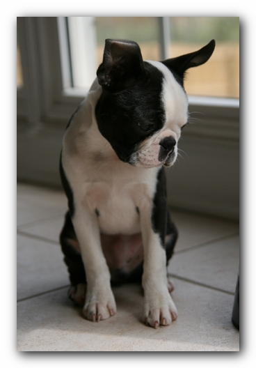 Howie the Sunwoods Boston Terrier Puppy