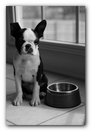 Howie the Sunwoods Boston Terrier Puppy