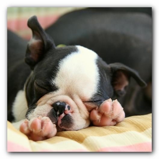 Howie the Sunwoods Boston Terrier Puppy