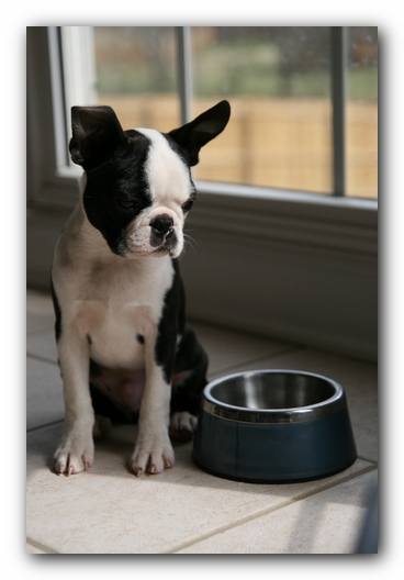 Howie the Sunwoods Boston Terrier Puppy