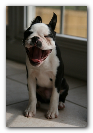 Howie the Sunwoods Boston Terrier Puppy