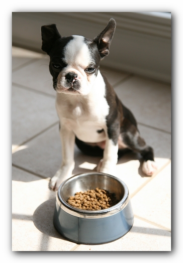 Howie the Sunwoods Boston Terrier Puppy