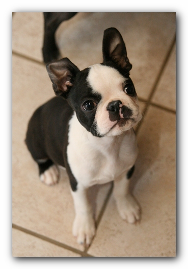 Howie the Sunwoods Boston Terrier Puppy
