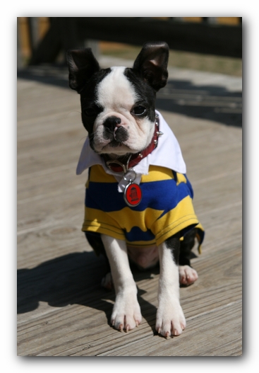 Howie the Sunwoods Boston Terrier Puppy