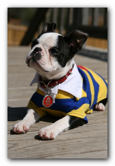 Howie the Sunwoods Boston Terrier Puppy