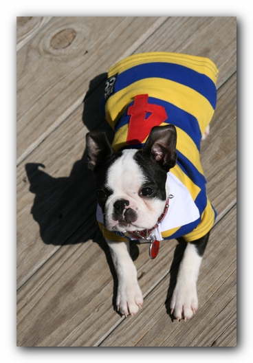 Howie the Sunwoods Boston Terrier Puppy