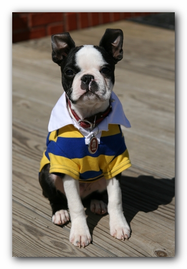 Howie the Sunwoods Boston Terrier Puppy