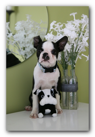 Howie the Sunwoods Boston Terrier Puppy