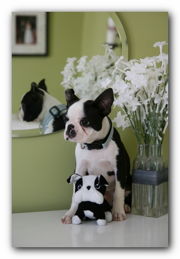 Howie the Sunwoods Boston Terrier Puppy