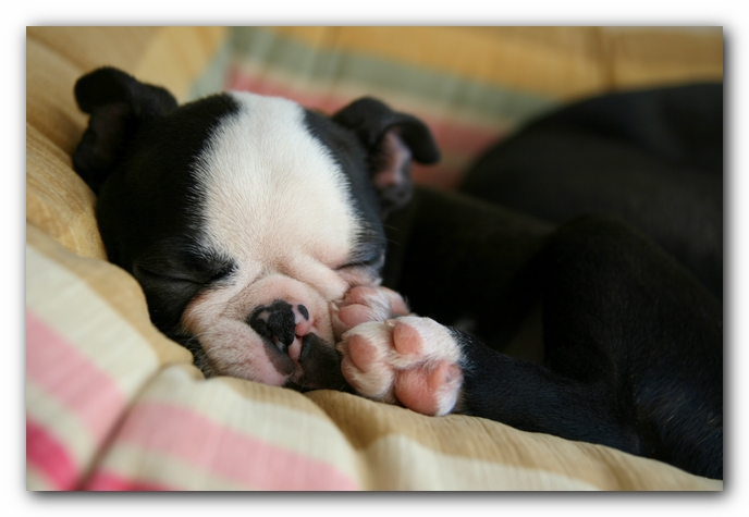 Howie the Sunwoods Boston Terrier Puppy