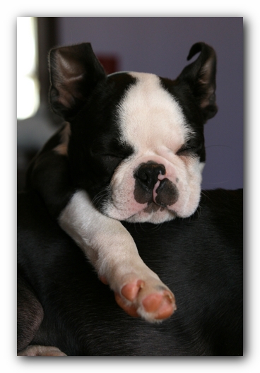 Howie the Sunwoods Boston Terrier Puppy