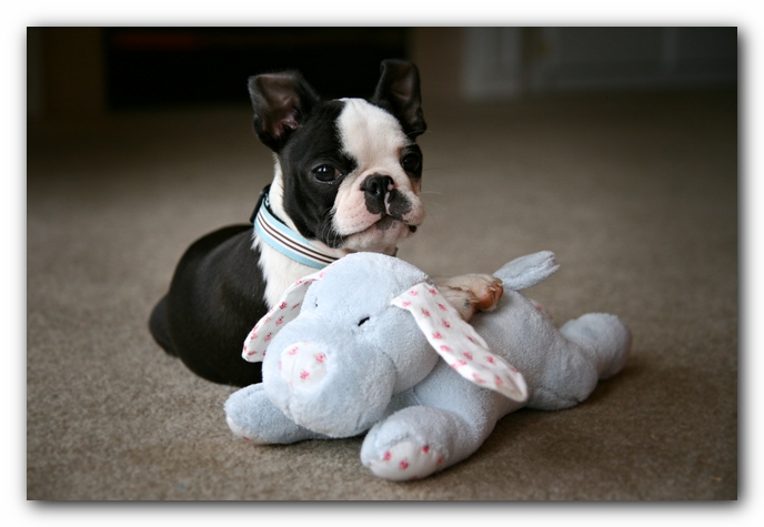 Howie the Sunwoods Boston Terrier Puppy