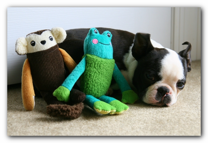Howie the Sunwoods Boston Terrier Puppy