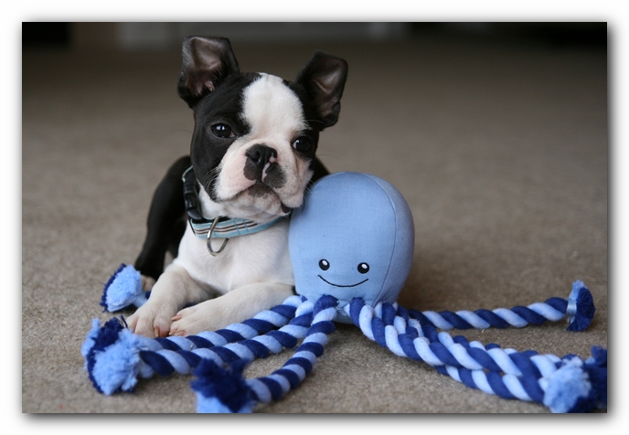 Howie the Sunwoods Boston Terrier Puppy