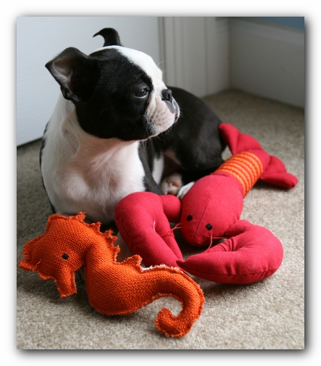 Howie the Sunwoods Boston Terrier Puppy