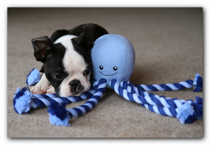 Howie the Sunwoods Boston Terrier Puppy