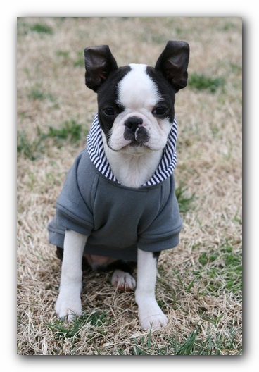 Howie the Sunwoods Boston Terrier Puppy