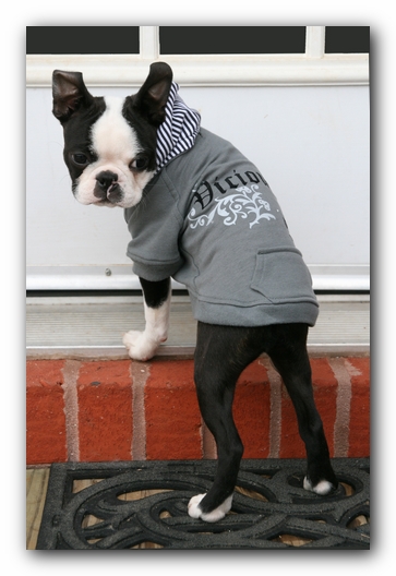 Howie the Sunwoods Boston Terrier Puppy