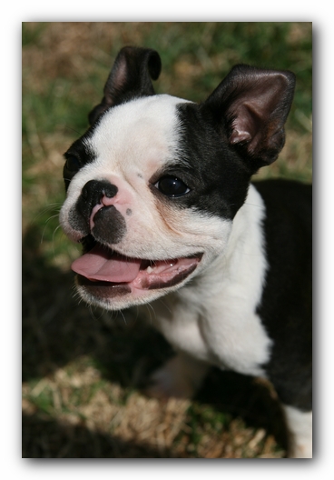 Howie the Sunwoods Boston Terrier Puppy