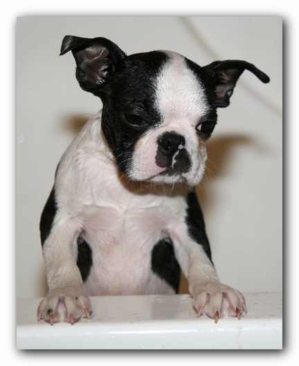 Howie the Sunwoods Boston Terrier Puppy