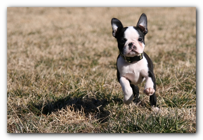 Howie the Sunwoods Boston Terrier Puppy