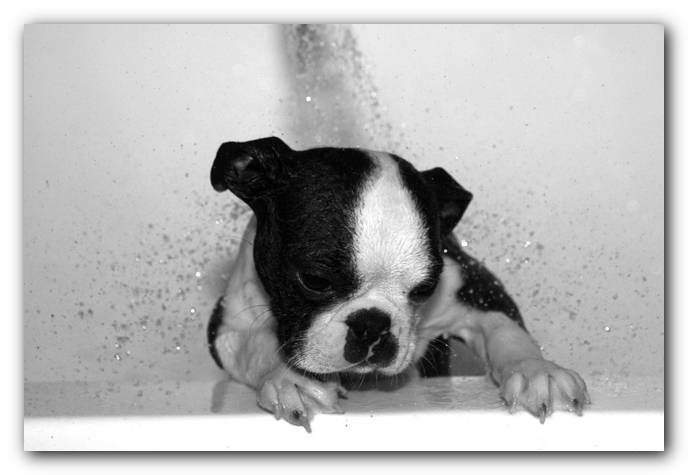 Howie the Sunwoods Boston Terrier Puppy