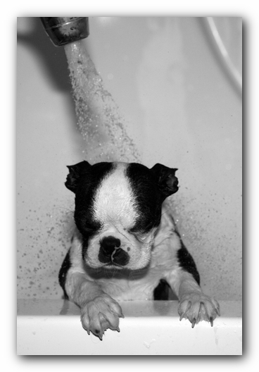 Howie the Sunwoods Boston Terrier Puppy